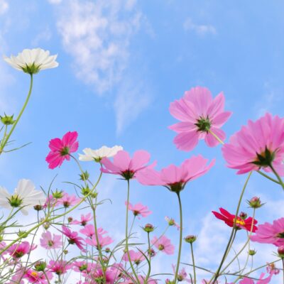 休診日のお知らせ