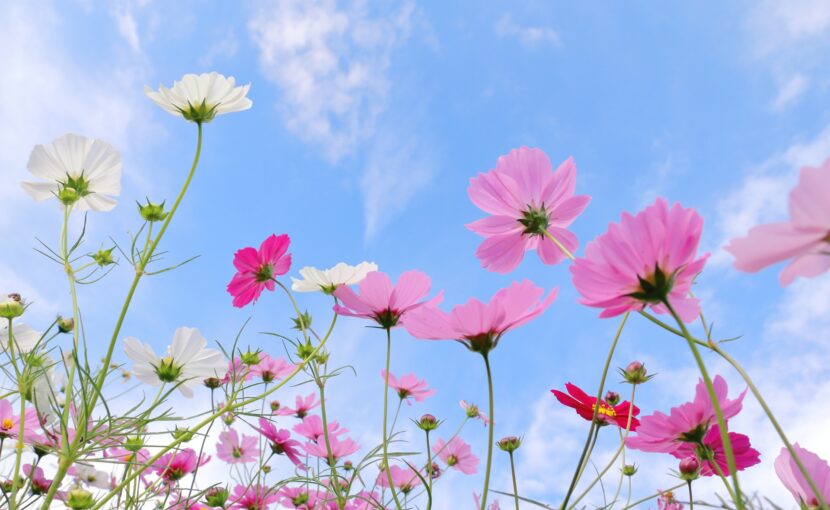 休診日のお知らせ