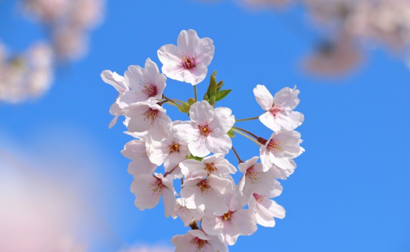 休診のお知らせ